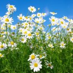 https://yandex.ru/images/search?from=tabbar&img_url=https%3A%2F%2Fne-kurim.ru%2Fattachments%2Fromashki-krupnym-planom-mnogo-jpg.1183908%2F&lr=11188&pos=5&rpt=simage&text=ромашки